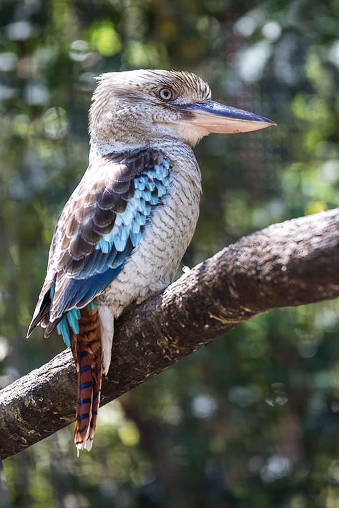 Click image for larger version

Name:	Kooka.jpg
Views:	45
Size:	162.0 KB
ID:	466689