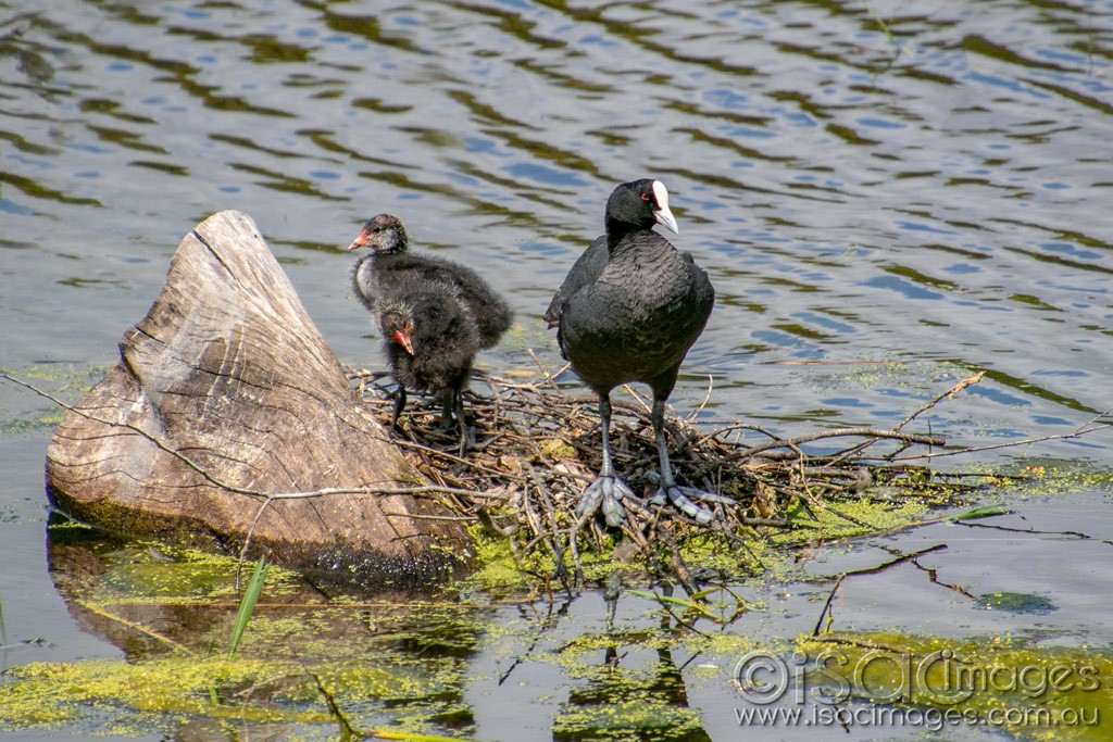 Click image for larger version

Name:	1668-Coot_with_Babies.jpg
Views:	24
Size:	236.3 KB
ID:	466827