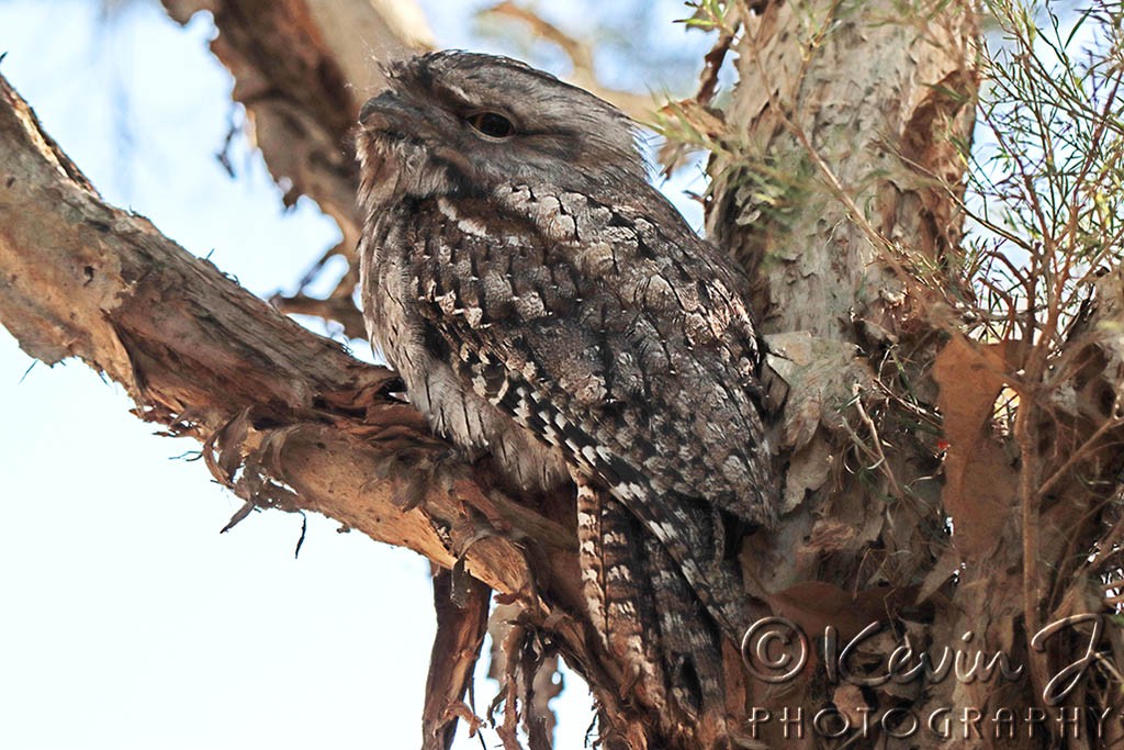 Click image for larger version

Name:	Frogmouth 2.jpg
Views:	51
Size:	211.4 KB
ID:	466992