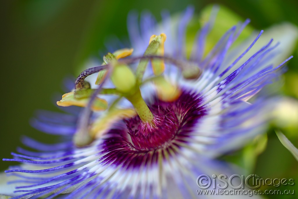 Click image for larger version

Name:	2808_Passionfruit_Flower.jpg
Views:	34
Size:	111.4 KB
ID:	467563