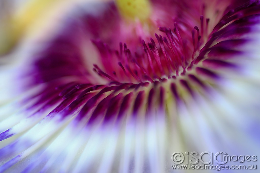 Click image for larger version

Name:	2810_Passionfruit_Flower.jpg
Views:	34
Size:	96.9 KB
ID:	467564