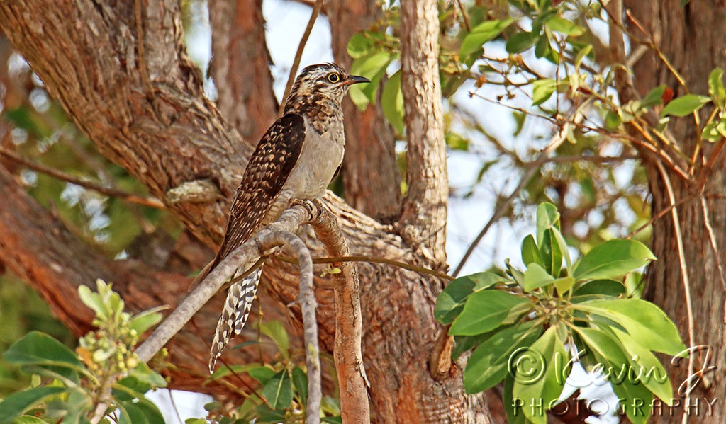 Click image for larger version

Name:	Pallid Cuckoo 2.0.jpg
Views:	26
Size:	197.6 KB
ID:	467743
