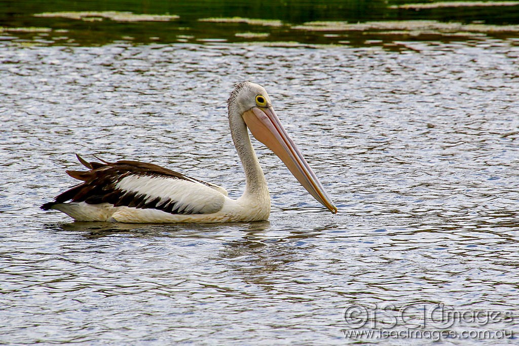 Click image for larger version

Name:	3292-Pelican.jpg
Views:	57
Size:	288.3 KB
ID:	467913