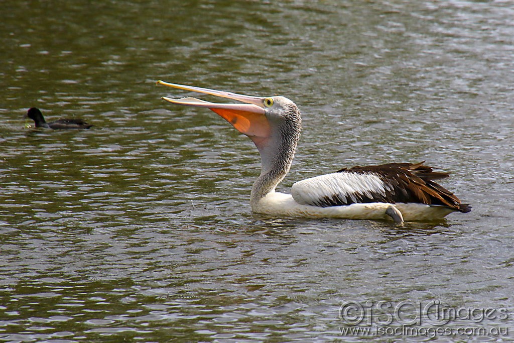 Click image for larger version

Name:	3326-Pelican.jpg
Views:	64
Size:	238.5 KB
ID:	467914