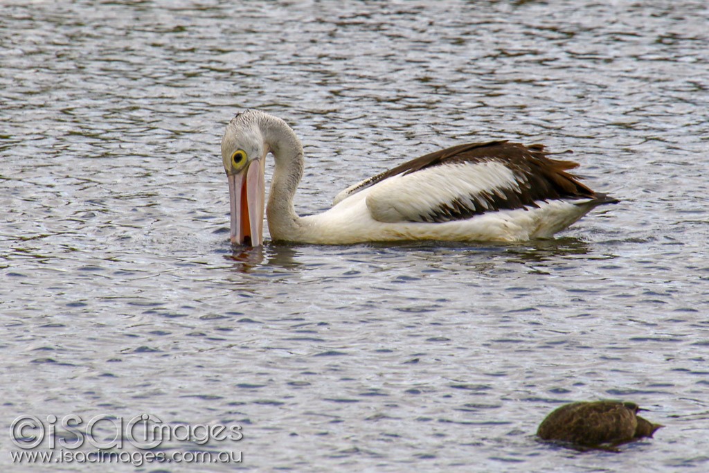 Click image for larger version

Name:	3296-Pelican.jpg
Views:	57
Size:	215.8 KB
ID:	467915