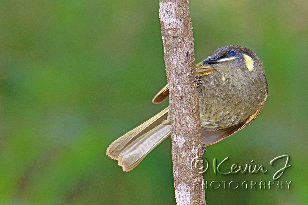 Click image for larger version

Name:	Honeyeater 2.jpg
Views:	39
Size:	170.1 KB
ID:	468212