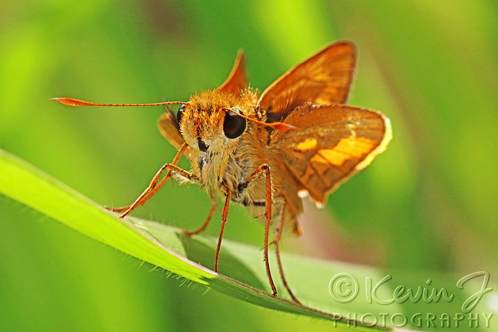 Click image for larger version

Name:	Butterfly copy.jpg
Views:	29
Size:	150.6 KB
ID:	468411