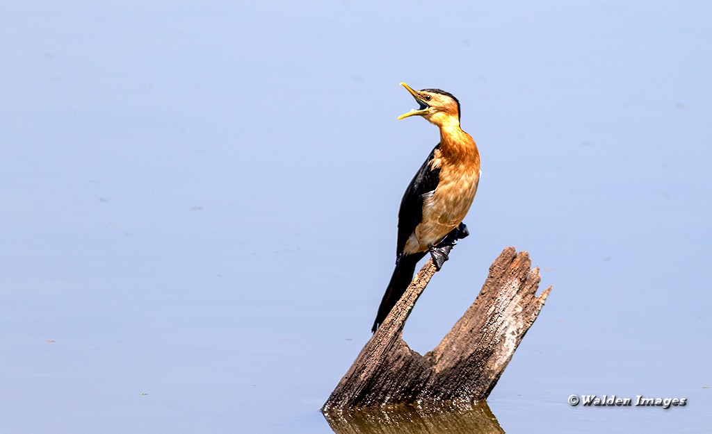 Click image for larger version

Name:	Pied-Cormorant.jpg
Views:	53
Size:	87.9 KB
ID:	468505