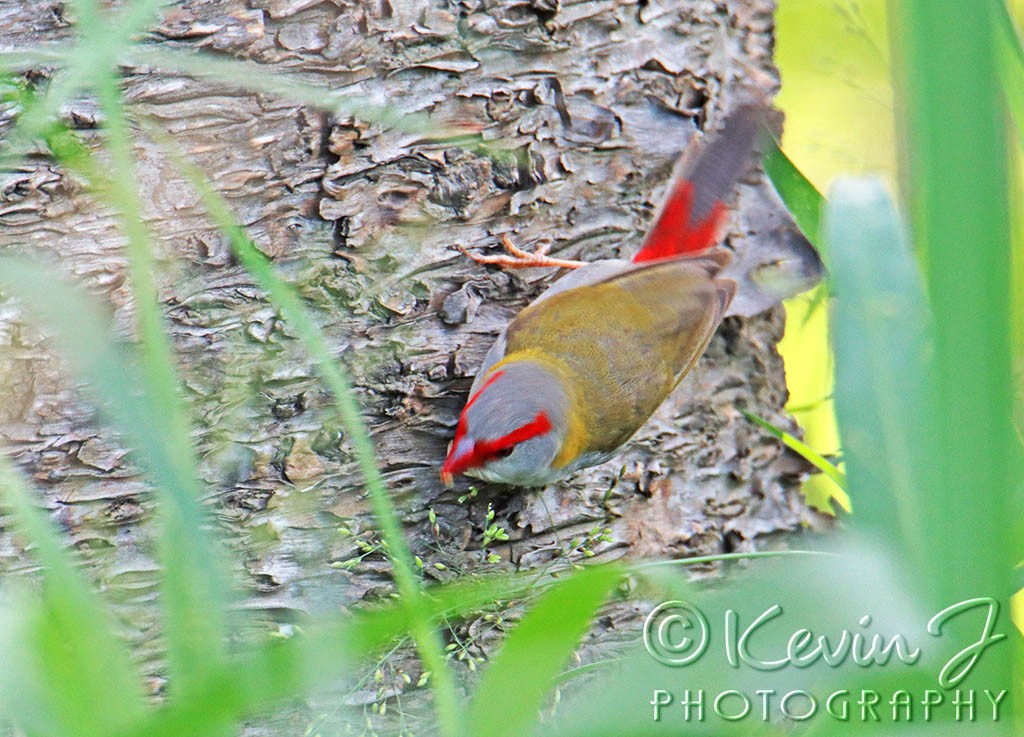Click image for larger version

Name:	RB FINCH.jpg
Views:	37
Size:	202.1 KB
ID:	468531