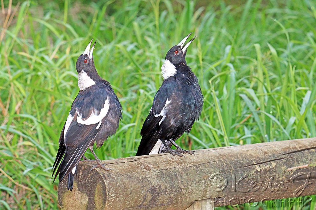 Click image for larger version

Name:	Magpies.jpg
Views:	43
Size:	207.8 KB
ID:	468533
