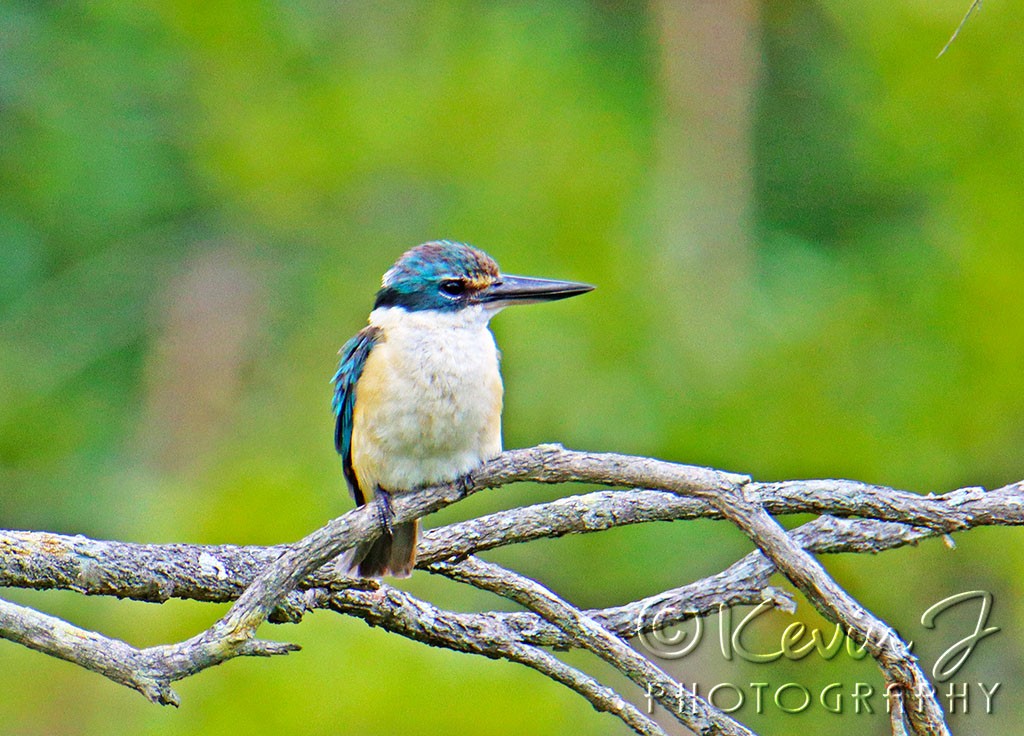 Click image for larger version

Name:	Sadred Kingfisher 2.jpg
Views:	116
Size:	208.9 KB
ID:	468592