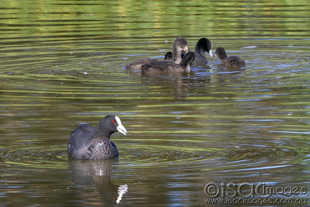 Click image for larger version

Name:	3940-Eurasian_Coots.jpg
Views:	43
Size:	214.6 KB
ID:	468781