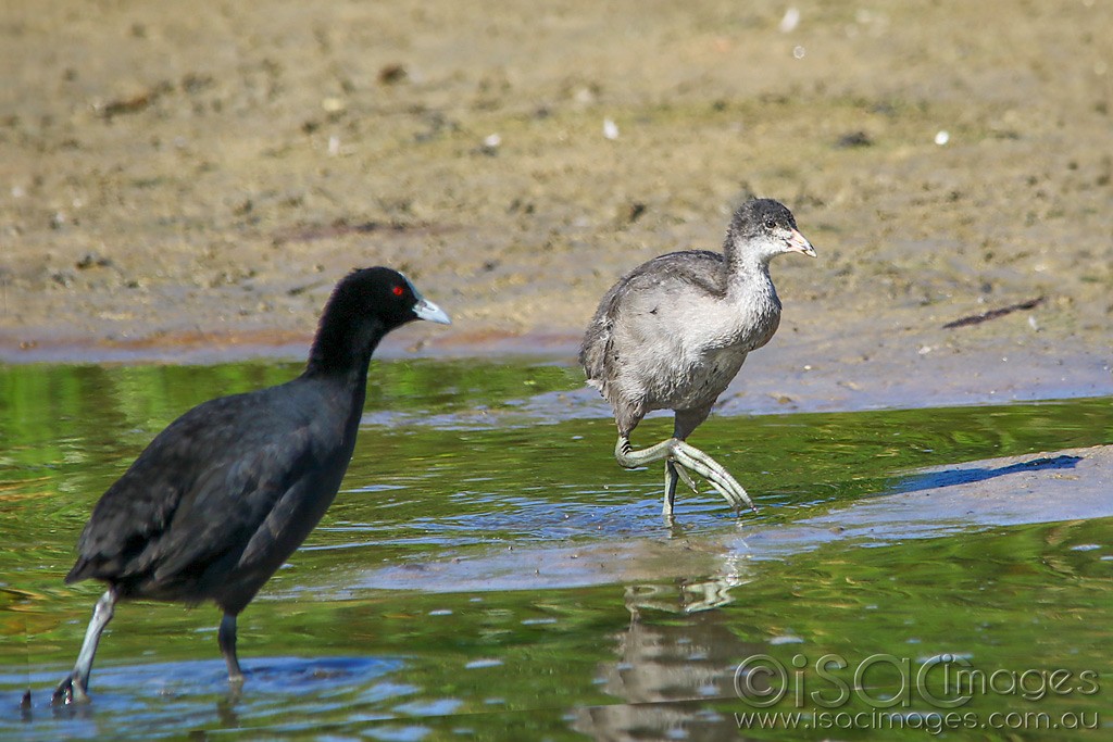 Click image for larger version

Name:	3975-Eurasian_Coots.jpg
Views:	43
Size:	178.4 KB
ID:	468782
