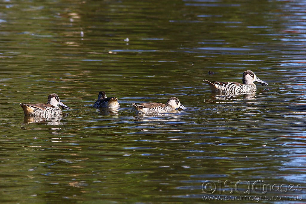 Click image for larger version

Name:	3924-Pink_Eared_Ducks.jpg
Views:	37
Size:	206.4 KB
ID:	468783