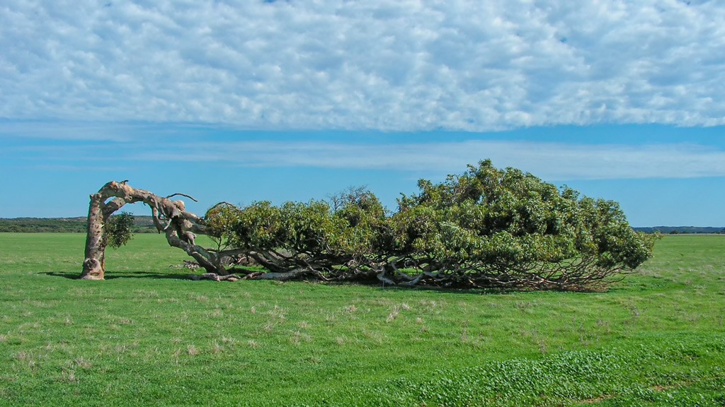 Click image for larger version

Name:	Tree.jpg
Views:	137
Size:	182.5 KB
ID:	468803