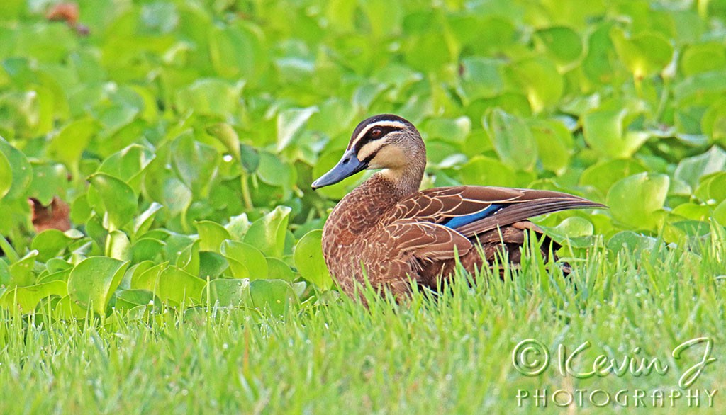 Click image for larger version

Name:	Duck Profile..jpg
Views:	177
Size:	170.1 KB
ID:	468877