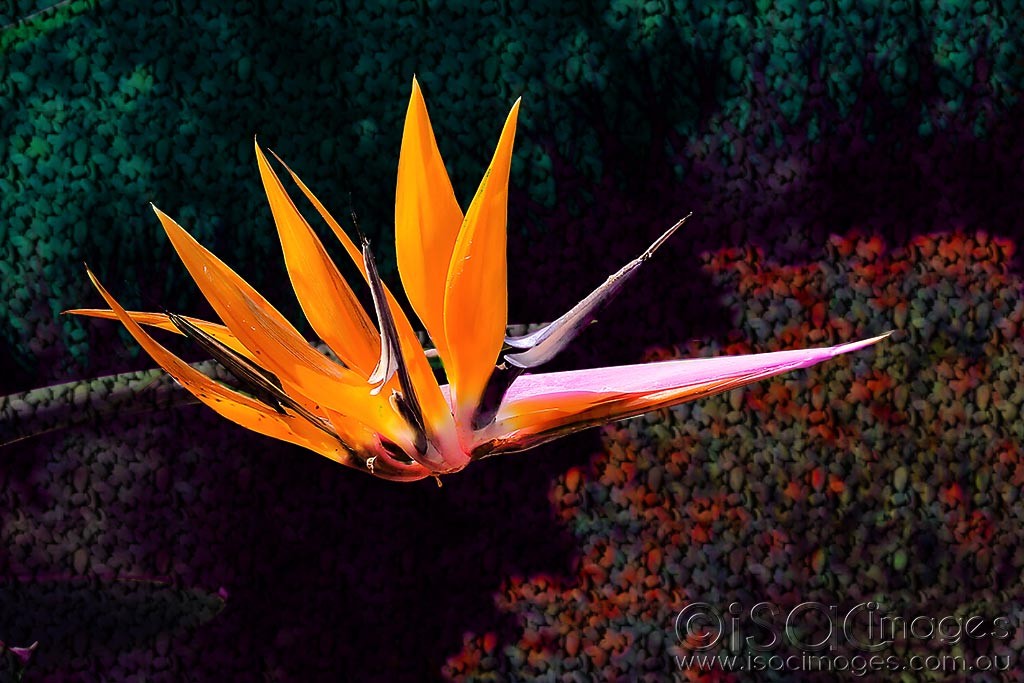 Click image for larger version

Name:	1019-Bird_of_Paradise.jpg
Views:	195
Size:	162.0 KB
ID:	468901