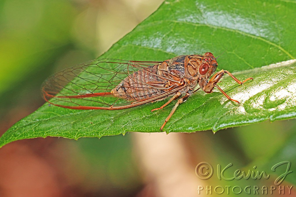 Click image for larger version

Name:	Cicada 1.jpg
Views:	182
Size:	173.0 KB
ID:	468911