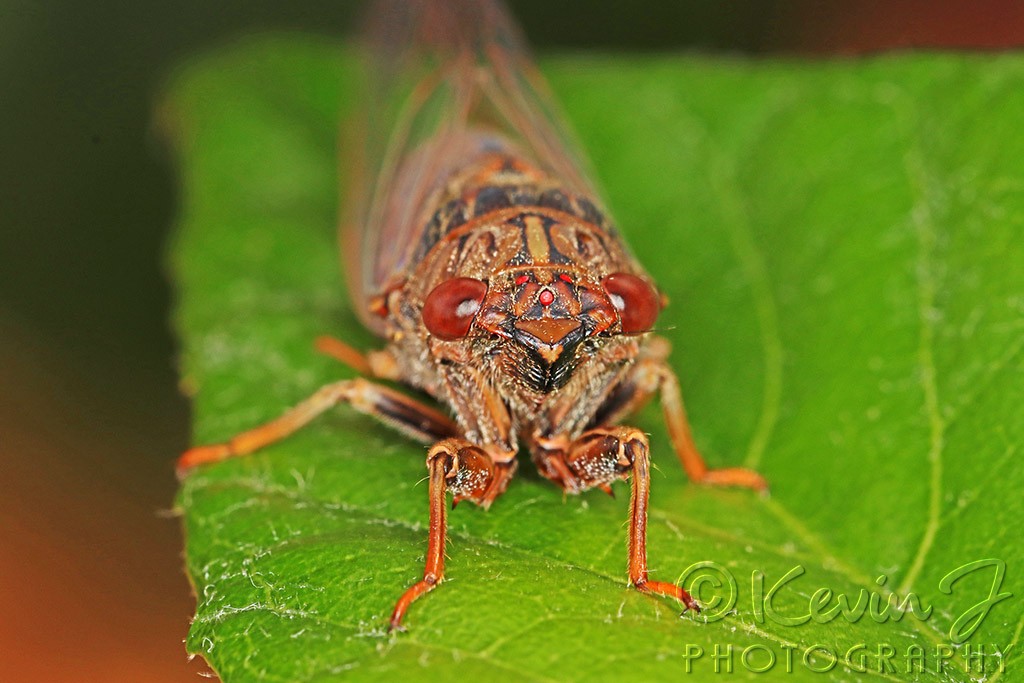 Click image for larger version

Name:	Cicada 2.jpg
Views:	187
Size:	136.5 KB
ID:	468912