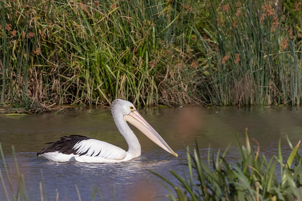 Click image for larger version

Name:	Pelican.jpg
Views:	104
Size:	211.0 KB
ID:	468958