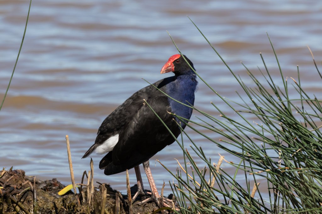 Click image for larger version

Name:	Australasian Swamphen (Orig).jpg
Views:	99
Size:	153.3 KB
ID:	468978