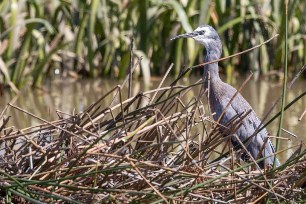 Click image for larger version

Name:	Heron (Orig).jpg
Views:	114
Size:	213.6 KB
ID:	468979
