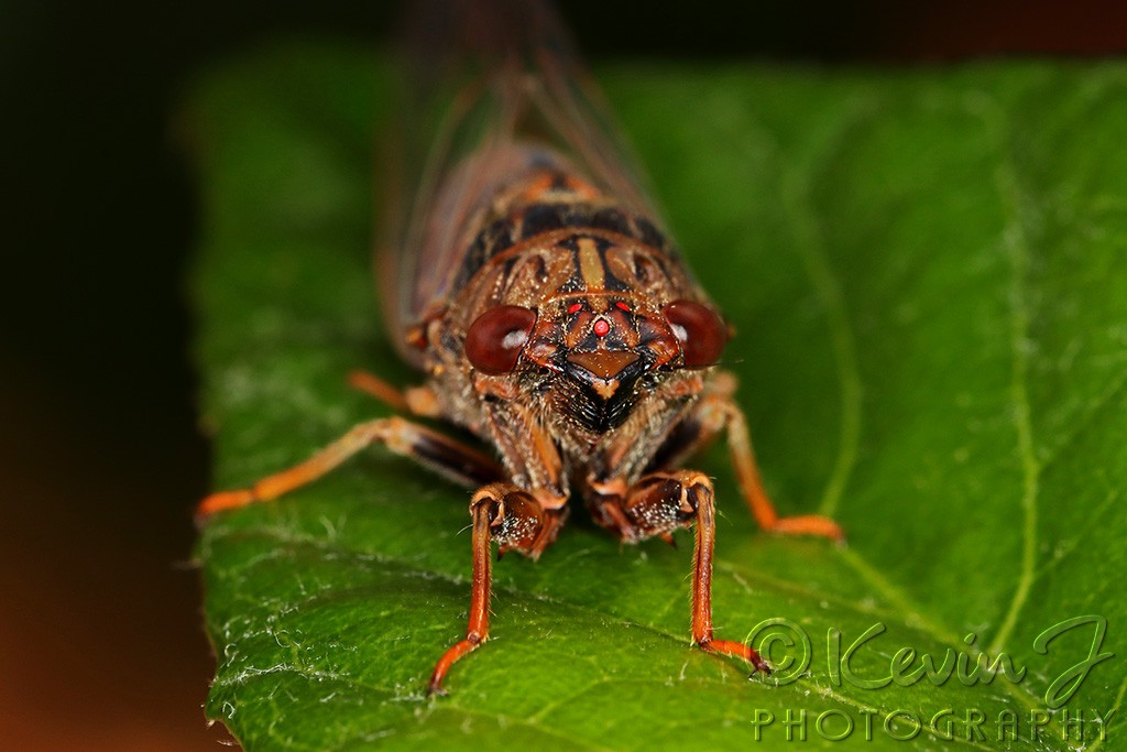 Click image for larger version

Name:	Cicada Redo.jpg
Views:	174
Size:	125.9 KB
ID:	469007