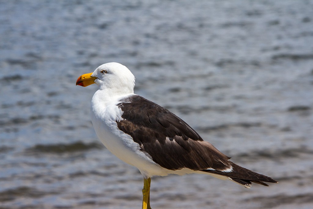 Click image for larger version

Name:	Pacific Gull.jpg
Views:	129
Size:	103.2 KB
ID:	469097