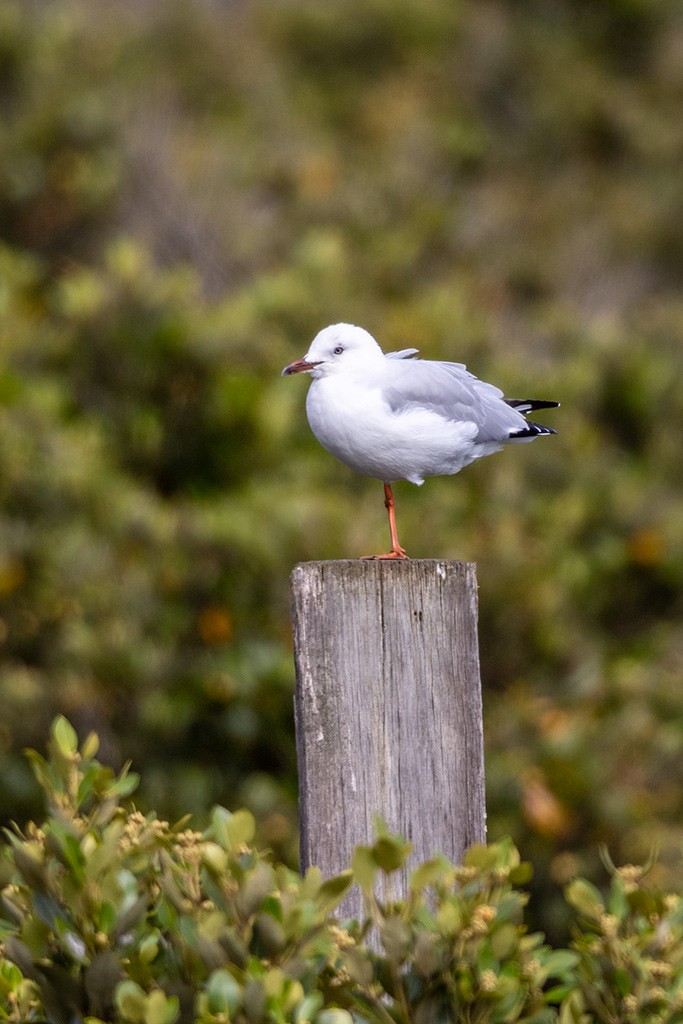 Click image for larger version

Name:	Sawtells Inlet 050220 049.jpg
Views:	109
Size:	141.6 KB
ID:	469155