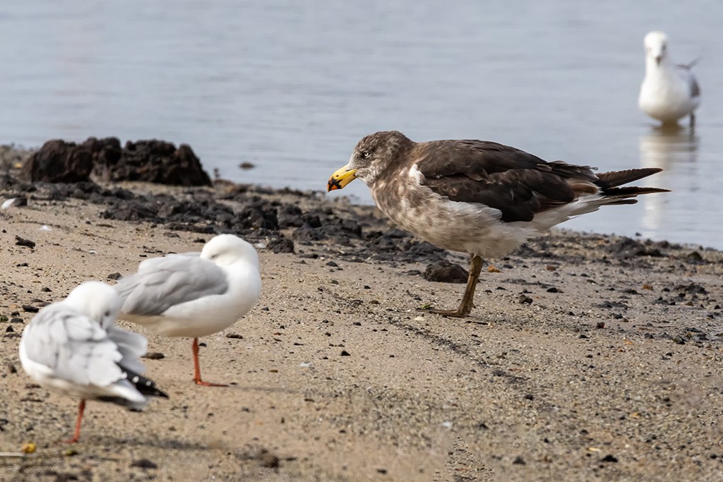 Click image for larger version

Name:	Sawtells Inlet 050220 101.jpg
Views:	144
Size:	191.7 KB
ID:	469156