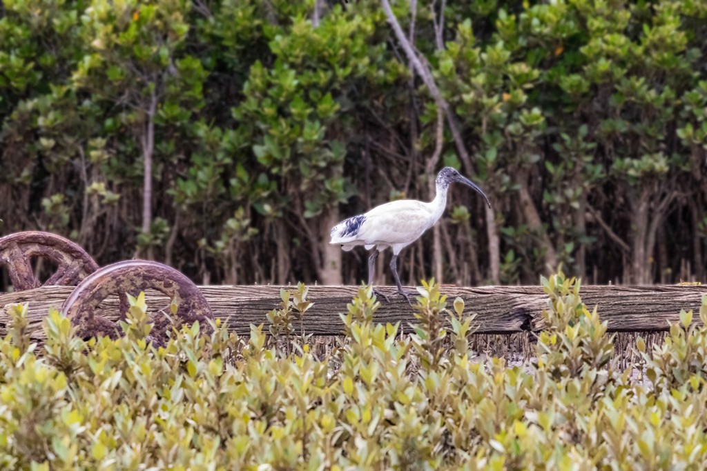 Click image for larger version

Name:	Ibis.jpg
Views:	122
Size:	203.1 KB
ID:	469183
