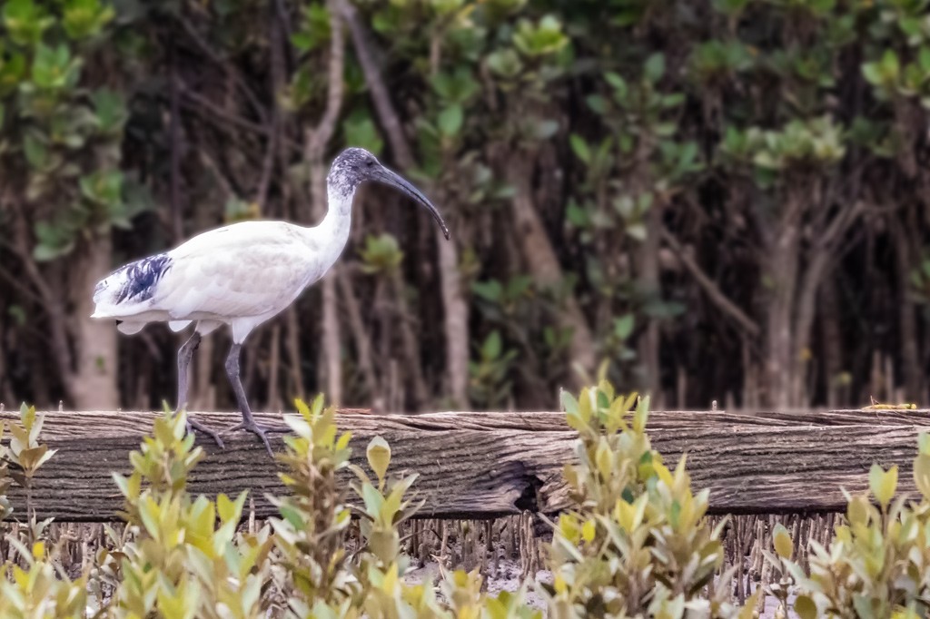 Click image for larger version

Name:	Ibis (Cropped).jpg
Views:	133
Size:	160.8 KB
ID:	469184