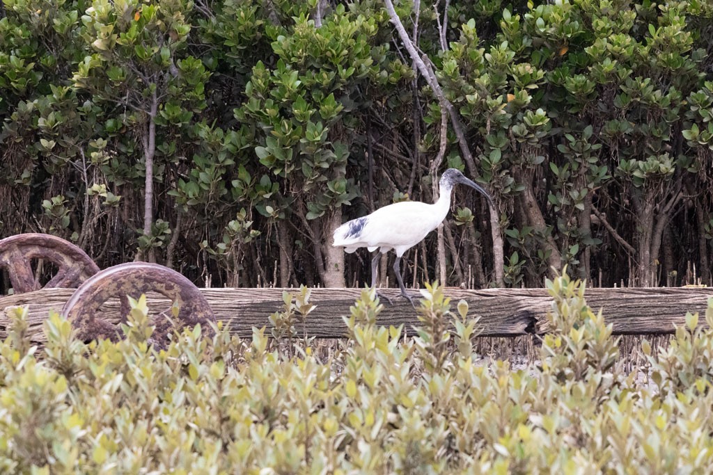Click image for larger version

Name:	Ibis (unedited).jpg
Views:	113
Size:	265.8 KB
ID:	469204