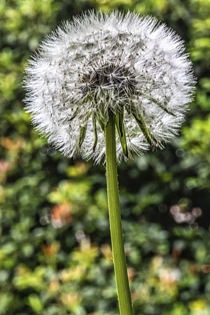 Click image for larger version

Name:	Dandelion-Lum-4.jpg
Views:	122
Size:	205.2 KB
ID:	469256