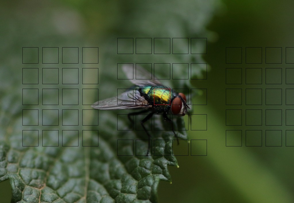 Click image for larger version

Name:	Fly 01  Focus Point.jpg
Views:	106
Size:	106.2 KB
ID:	469333