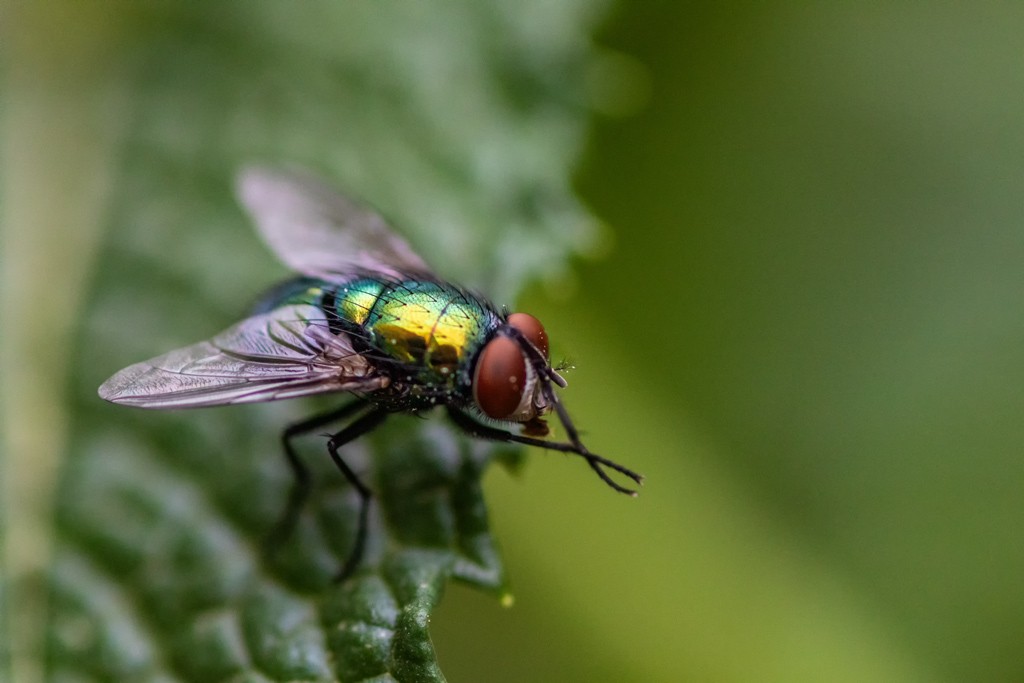Click image for larger version

Name:	Fly 08.jpg
Views:	164
Size:	89.0 KB
ID:	469334