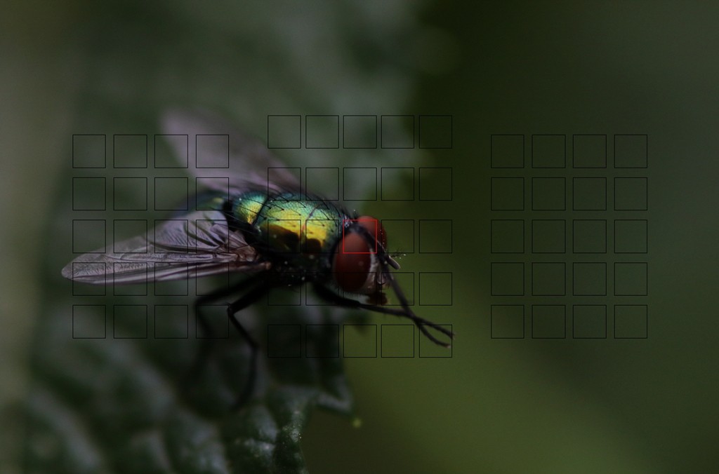 Click image for larger version

Name:	Fly 08 Focus Point.jpg
Views:	98
Size:	75.3 KB
ID:	469335