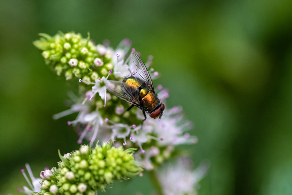 Click image for larger version

Name:	Fly 16.jpg
Views:	110
Size:	96.9 KB
ID:	469336