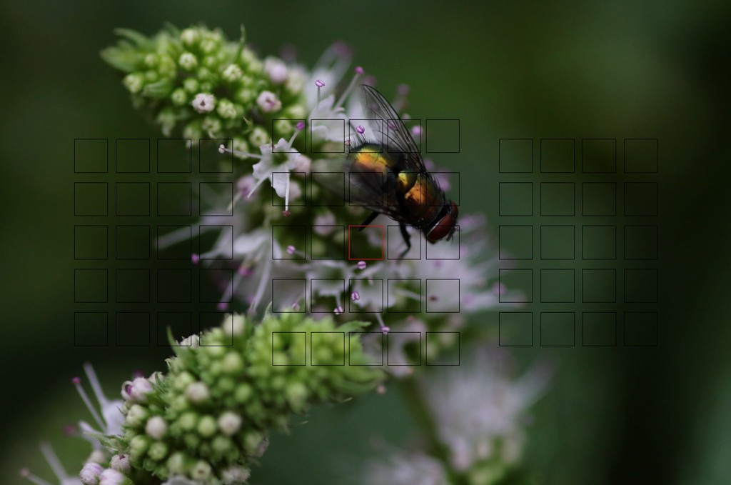 Click image for larger version

Name:	Fly 16 Focus Point.jpg
Views:	95
Size:	95.2 KB
ID:	469337