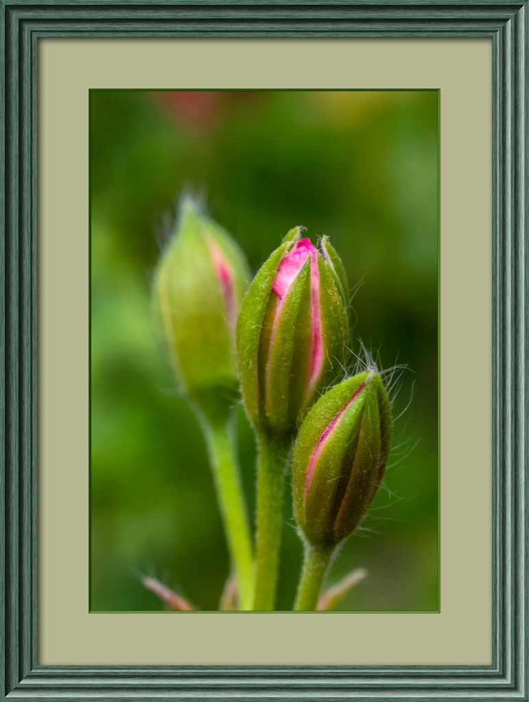 Click image for larger version

Name:	3 Buds.jpg
Views:	181
Size:	124.0 KB
ID:	469375