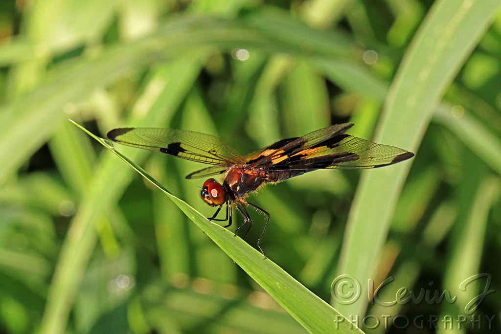 Click image for larger version

Name:	Dragonflyish.jpg
Views:	131
Size:	154.2 KB
ID:	469397