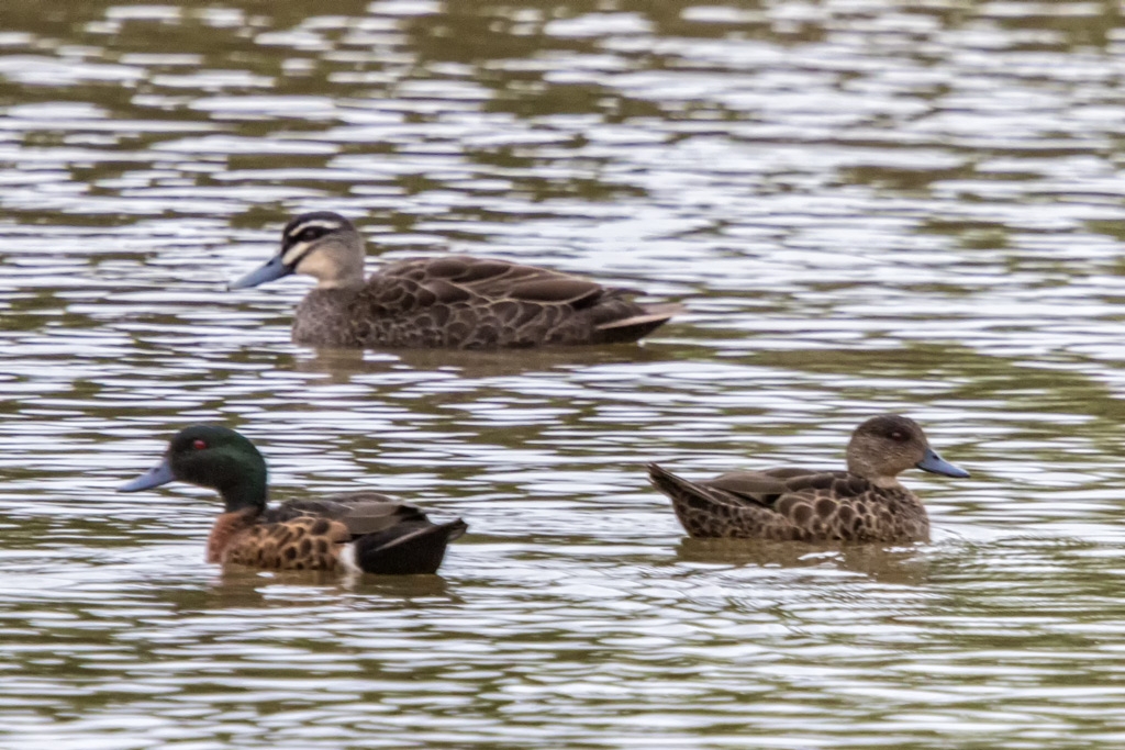 Click image for larger version

Name:	Dsandenong Wetlands 16.jpg
Views:	112
Size:	459.9 KB
ID:	469639