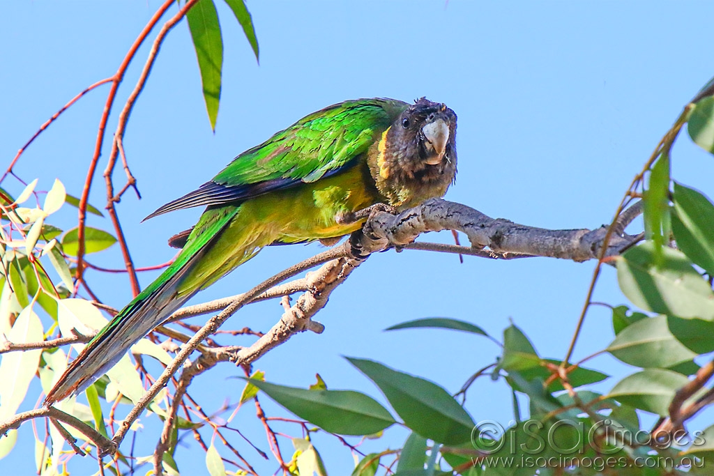 Click image for larger version

Name:	4229-Twenty_Eight_Parrot.jpg
Views:	64
Size:	468.2 KB
ID:	469684