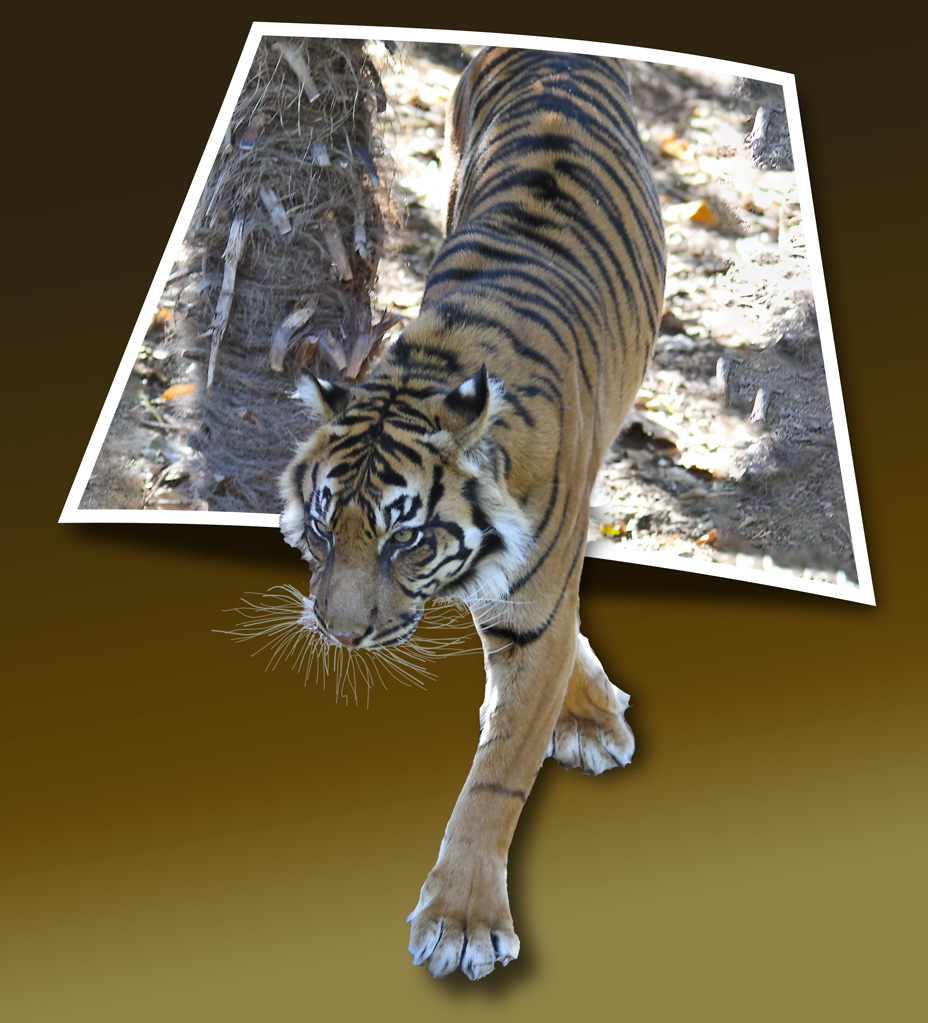 Click image for larger version

Name:	7254-Tiger_OOB.jpg
Views:	50
Size:	436.0 KB
ID:	469903