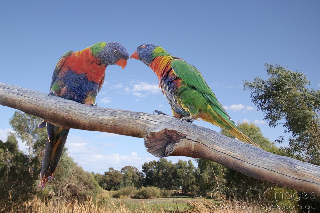 Click image for larger version

Name:	027A5019-Rainbow_Lorikeets-2.jpg
Views:	95
Size:	483.4 KB
ID:	470089