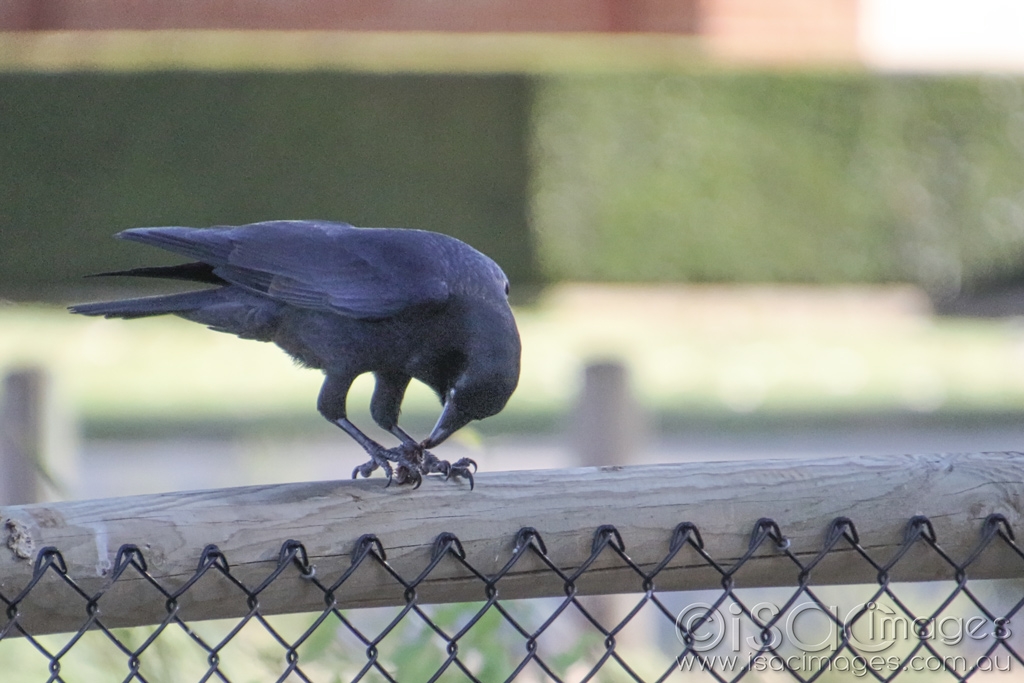Click image for larger version

Name:	027A5158-Crow.jpg
Views:	37
Size:	375.2 KB
ID:	470140