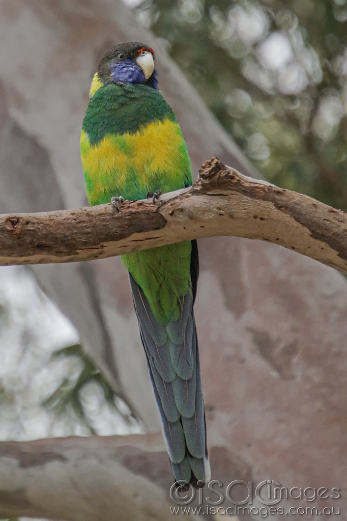 Click image for larger version

Name:	027A5217-Tewnty_Eight_Parrot.jpg
Views:	41
Size:	374.4 KB
ID:	470141