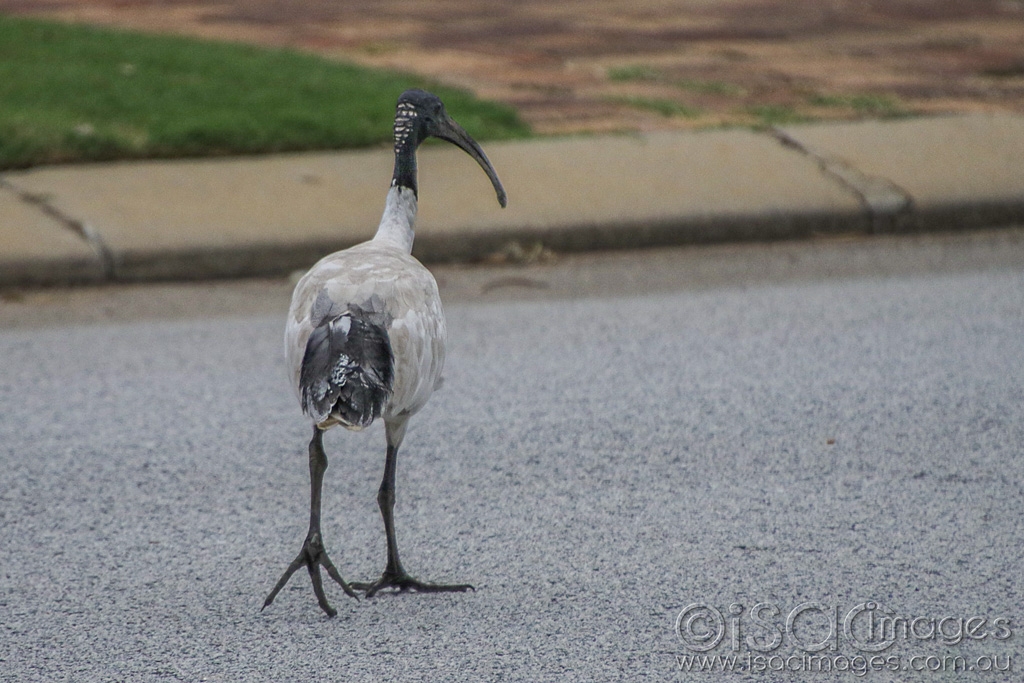Click image for larger version

Name:	027A5228-Ibis_On_Road.jpg
Views:	51
Size:	465.0 KB
ID:	470142