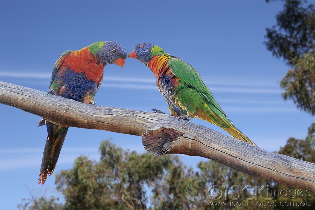 Click image for larger version

Name:	027A5019-Rainbow_Lorikeets-3.jpg
Views:	79
Size:	404.2 KB
ID:	470244