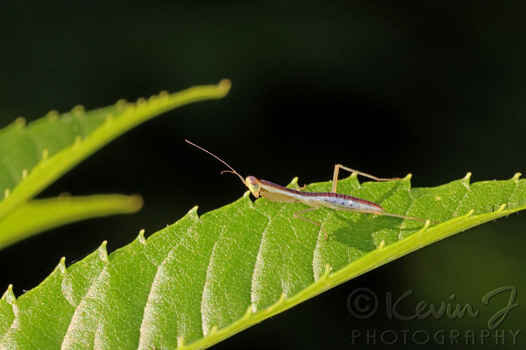 Click image for larger version

Name:	Mini Mantis.jpg
Views:	39
Size:	353.2 KB
ID:	470282